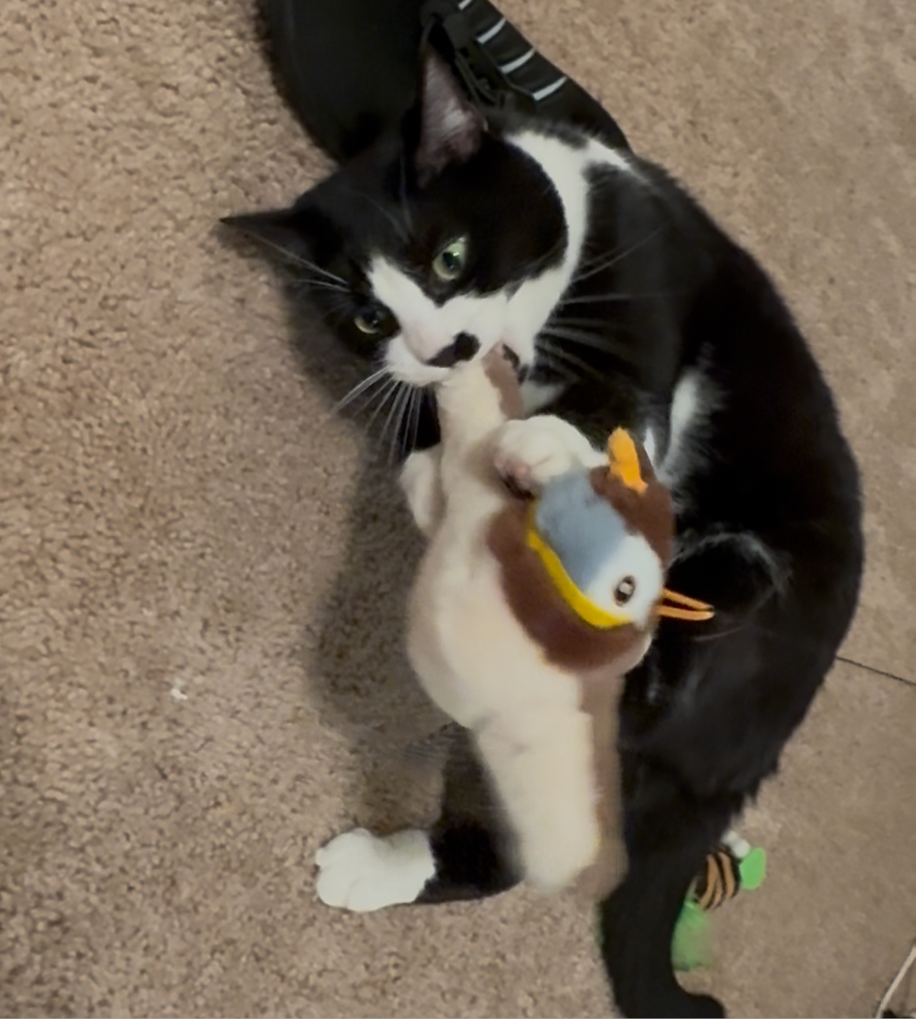 Daedra’s Pick – Flappy Bird Cat Toy