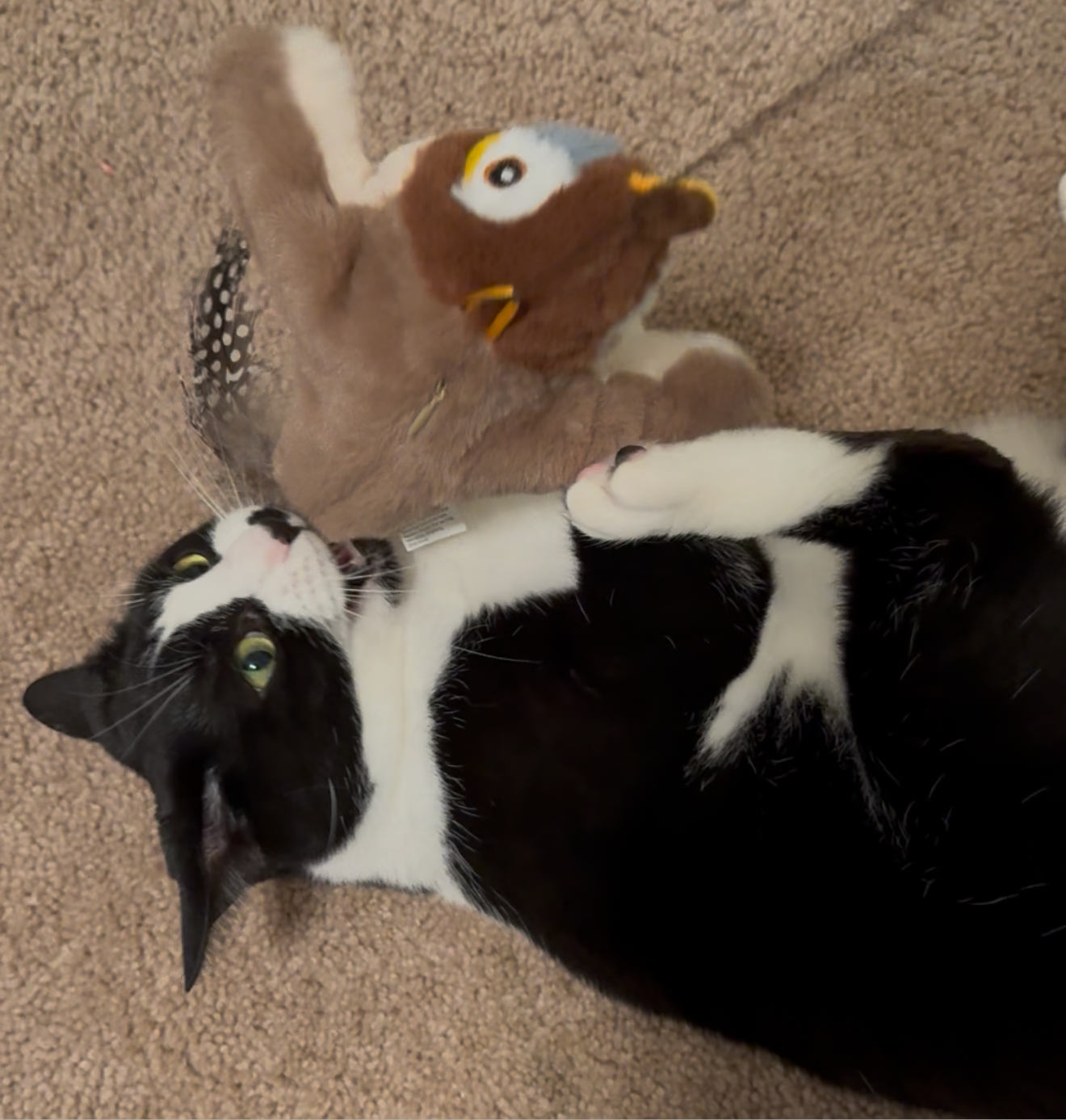 Daedra’s Pick – Flappy Bird Cat Toy